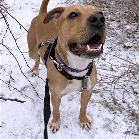 Enlarge Zamboni, a Adoptable Mixed Breed in South Burlington, VT image 5/6