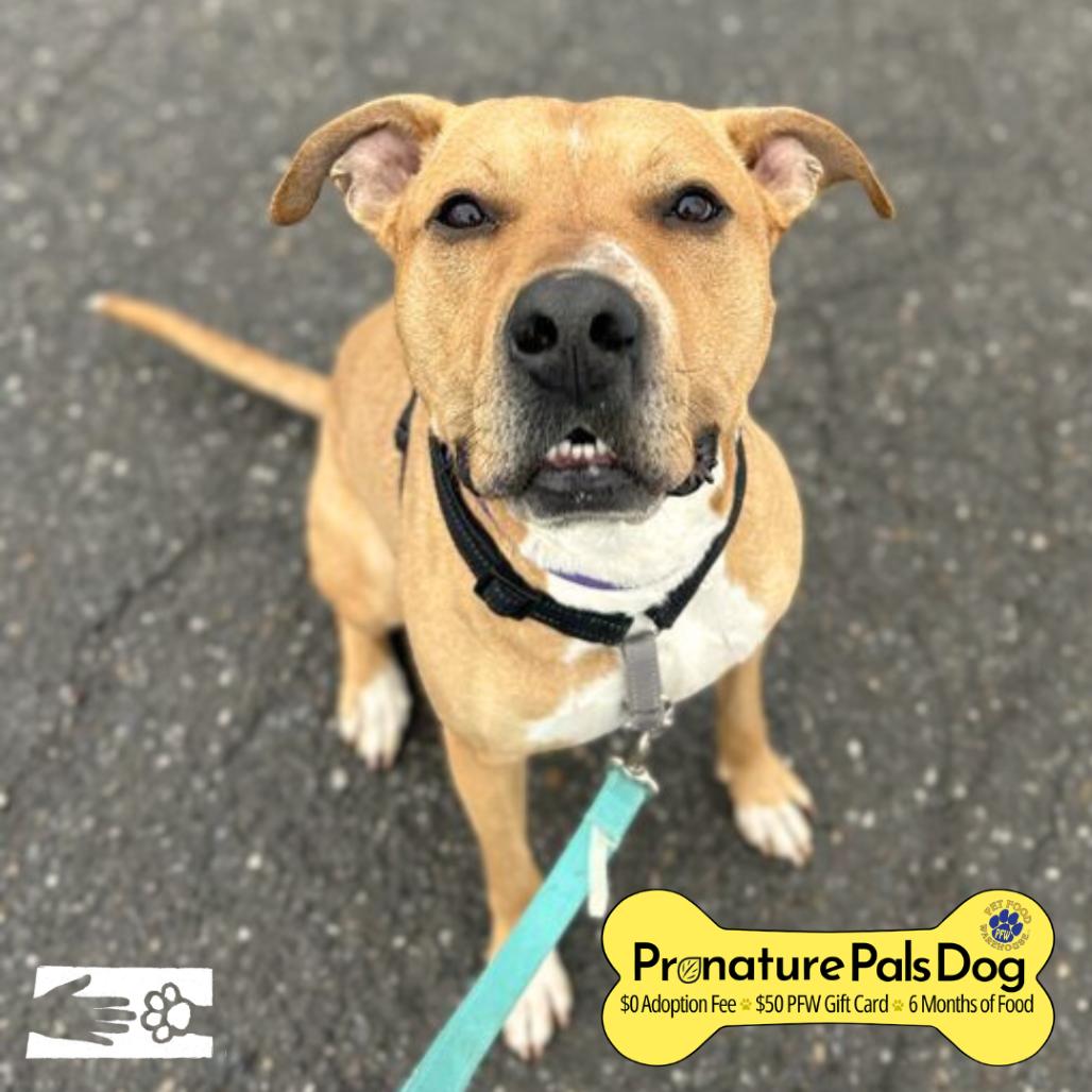 Enlarge Zamboni, a Adoptable Mixed Breed in South Burlington, VT image 5/6