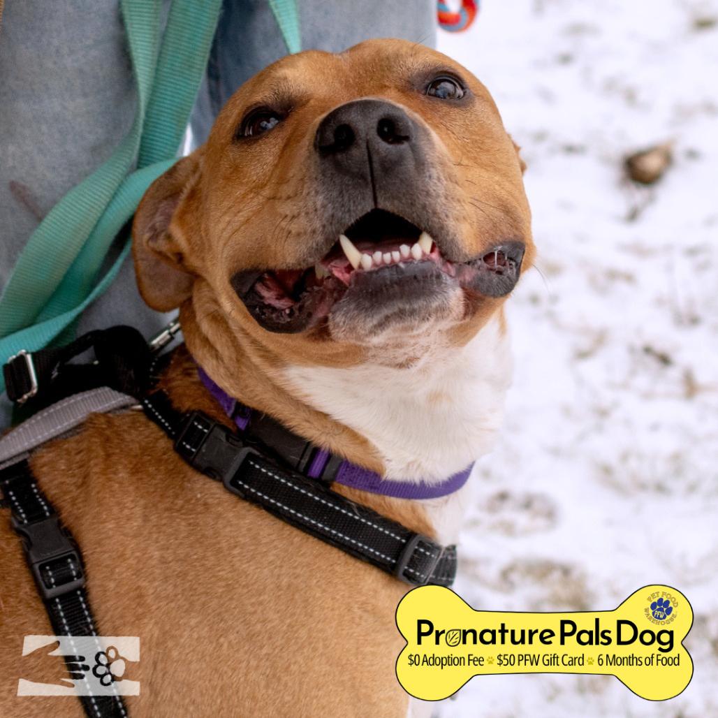 Enlarge Zamboni, a Adoptable Mixed Breed in South Burlington, VT image 6/6