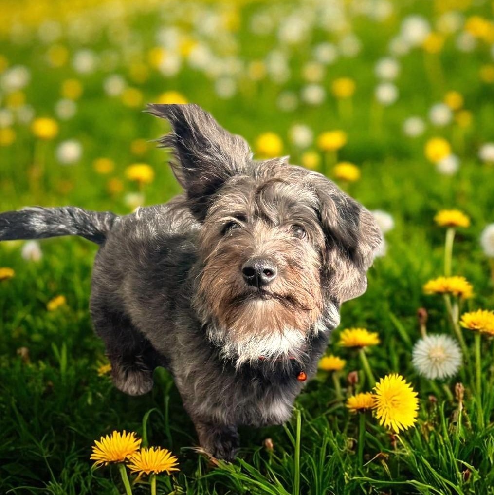 Dolly, an adoptable Maltipoo in Encinitas, CA, 92024 | Photo Image 1