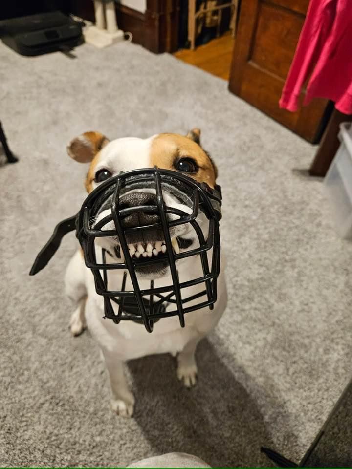 Enlarge Alia, a Adoptable mixed breed in Minneapolis, MN image 1/6