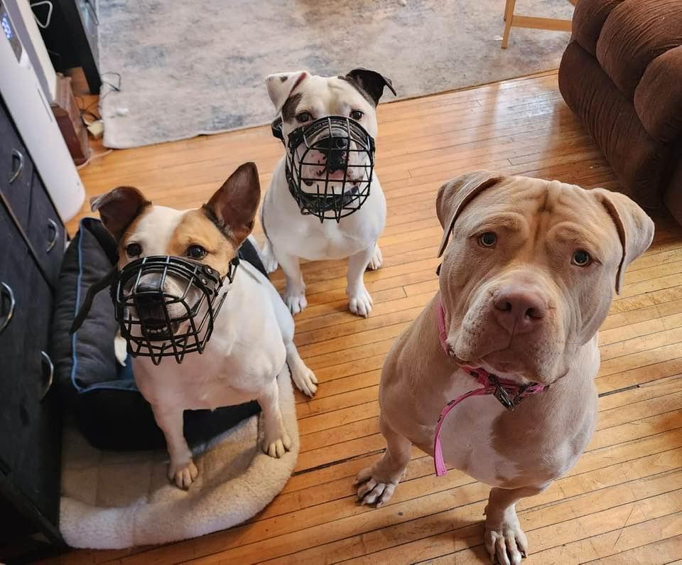 Enlarge Alia, a Adoptable mixed breed in Minneapolis, MN image 3/6