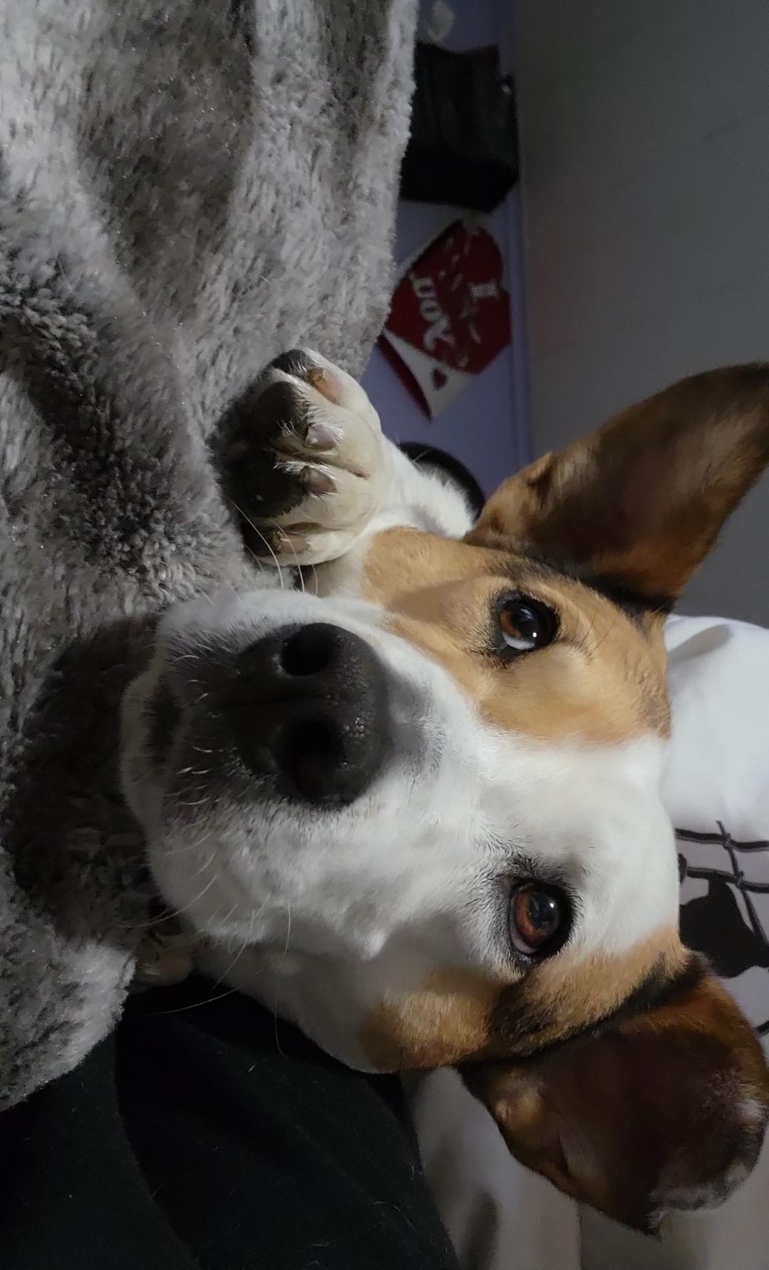 Enlarge Alia, a Adoptable mixed breed in Minneapolis, MN image 4/6