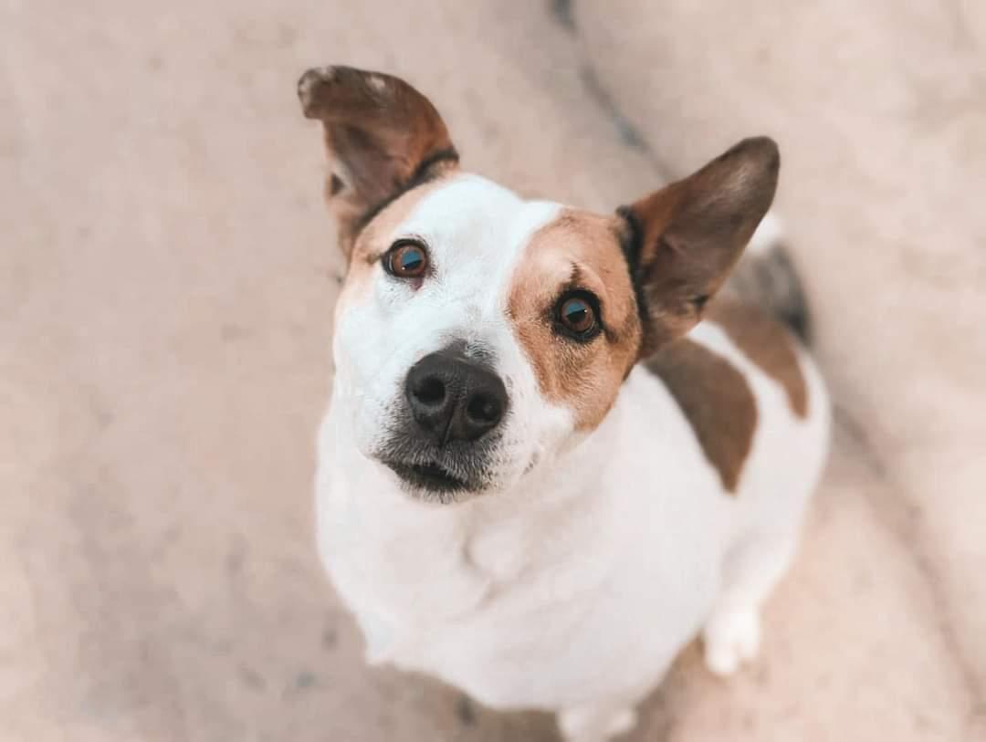 Enlarge Alia, a Adoptable mixed breed in Minneapolis, MN image 5/6