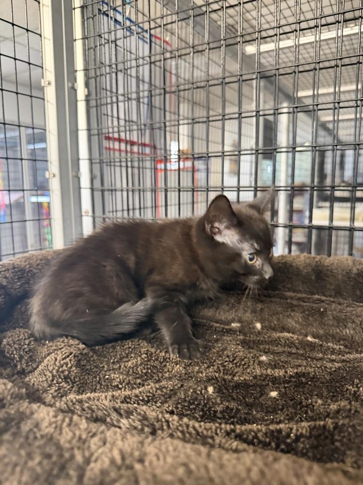 Obsidian, Adoptable, Kitten Female Domestic Short Hair.