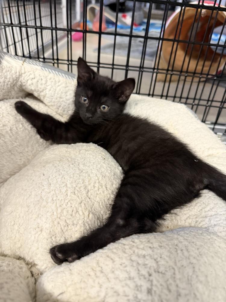 Obsidian, a Adoptable mixed breed in Stockton, CA image 2/2