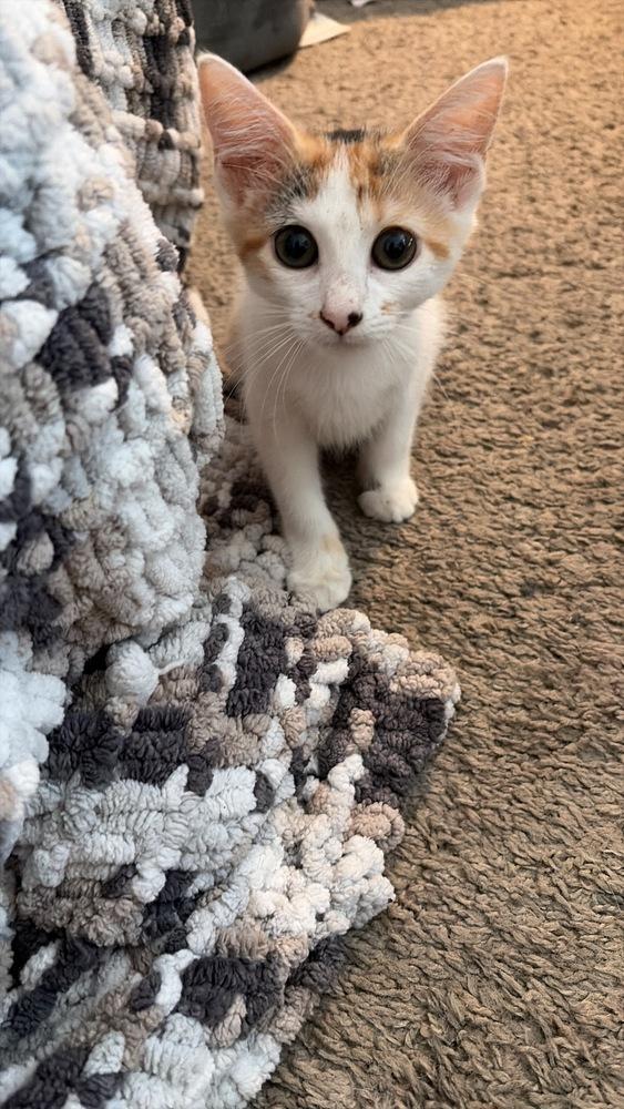 Enlarge Suzie Q, a Adoptable Domestic Short Hair in Orlando, FL image 1/1