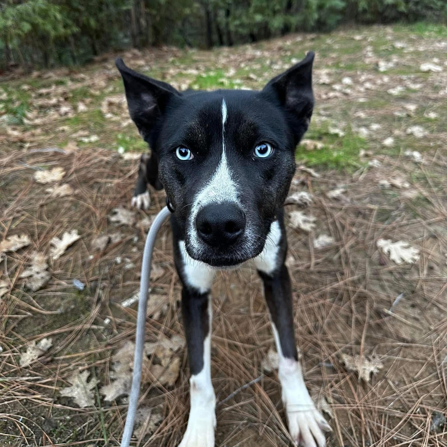 Enlarge Dally 0125, a Adoptable mixed breed in Sonora, CA image 2/5