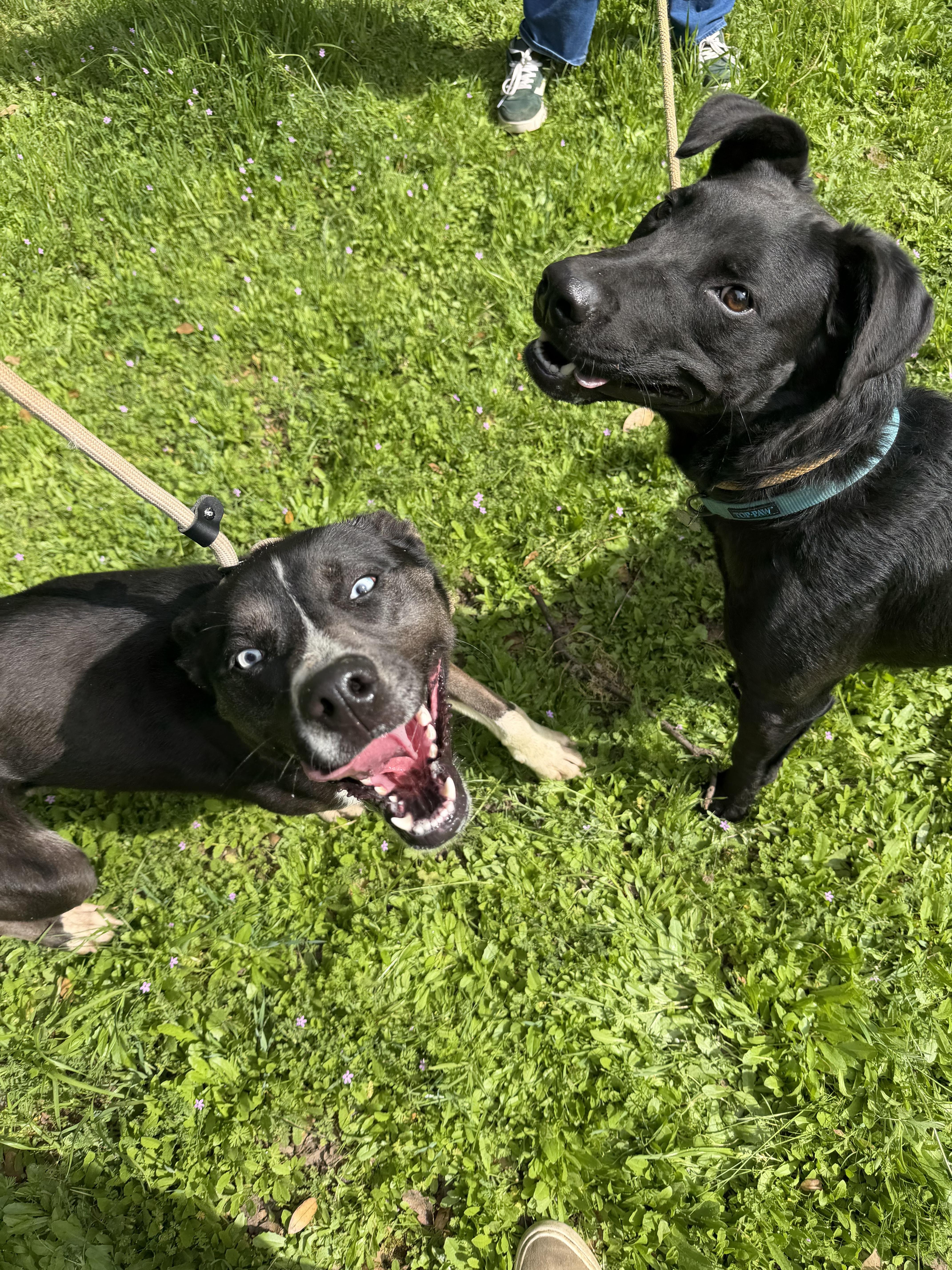 Enlarge Dally 0125, a Adoptable mixed breed in Sonora, CA image 5/5