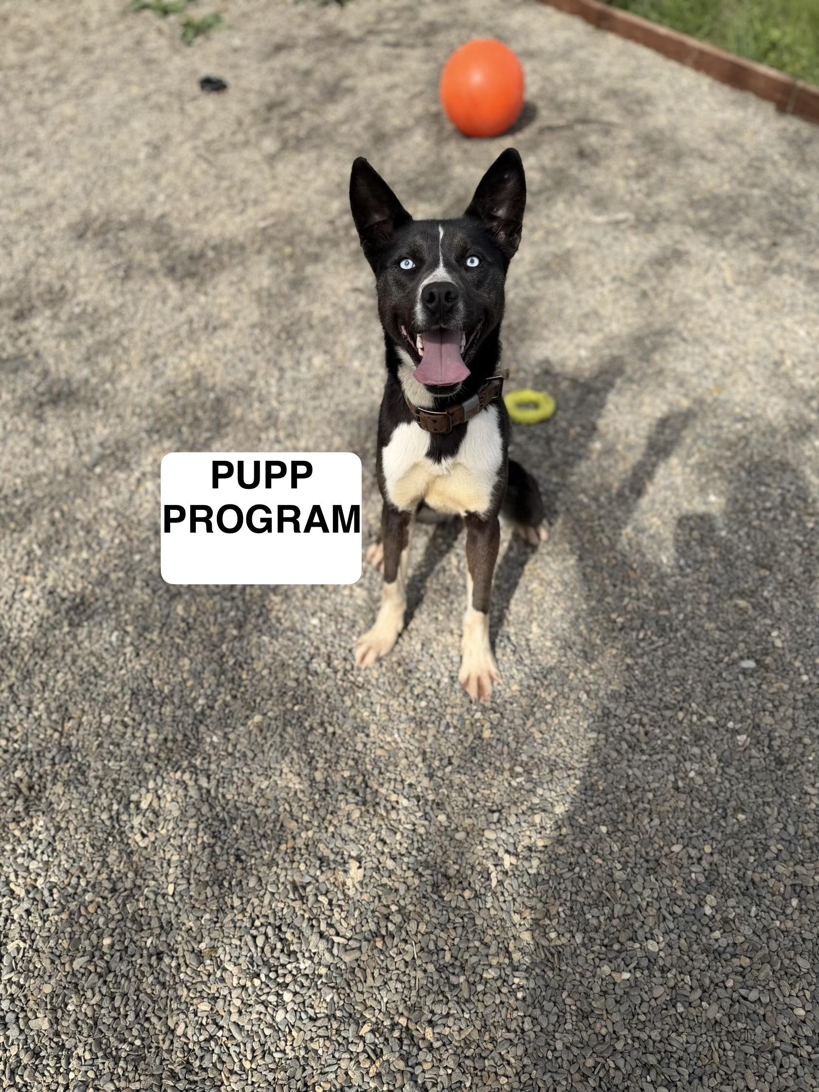 Enlarge Dally 0125, a Adoptable mixed breed in Sonora, CA image 1/5