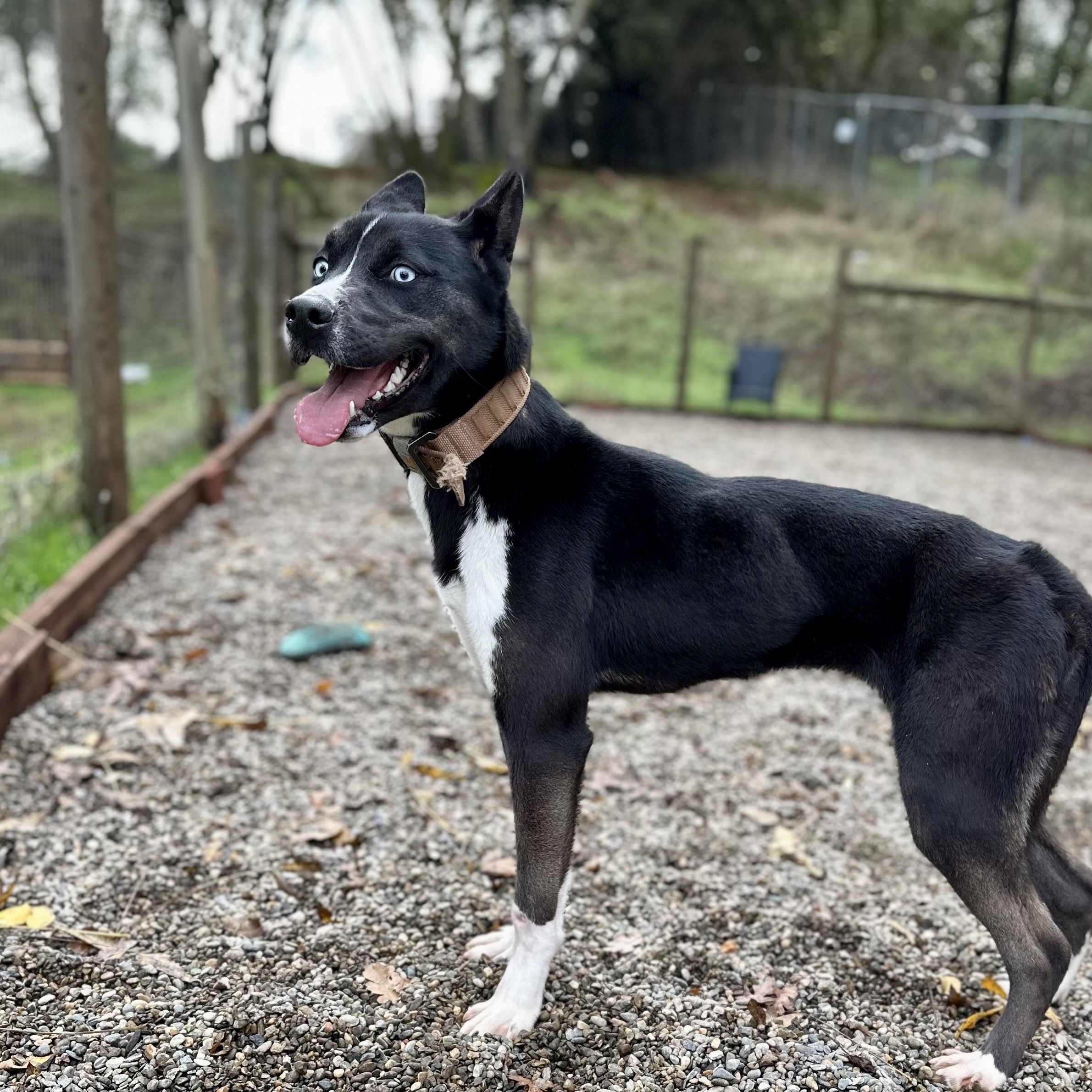 Enlarge Dally 0125, a Adoptable mixed breed in Sonora, CA image 3/5
