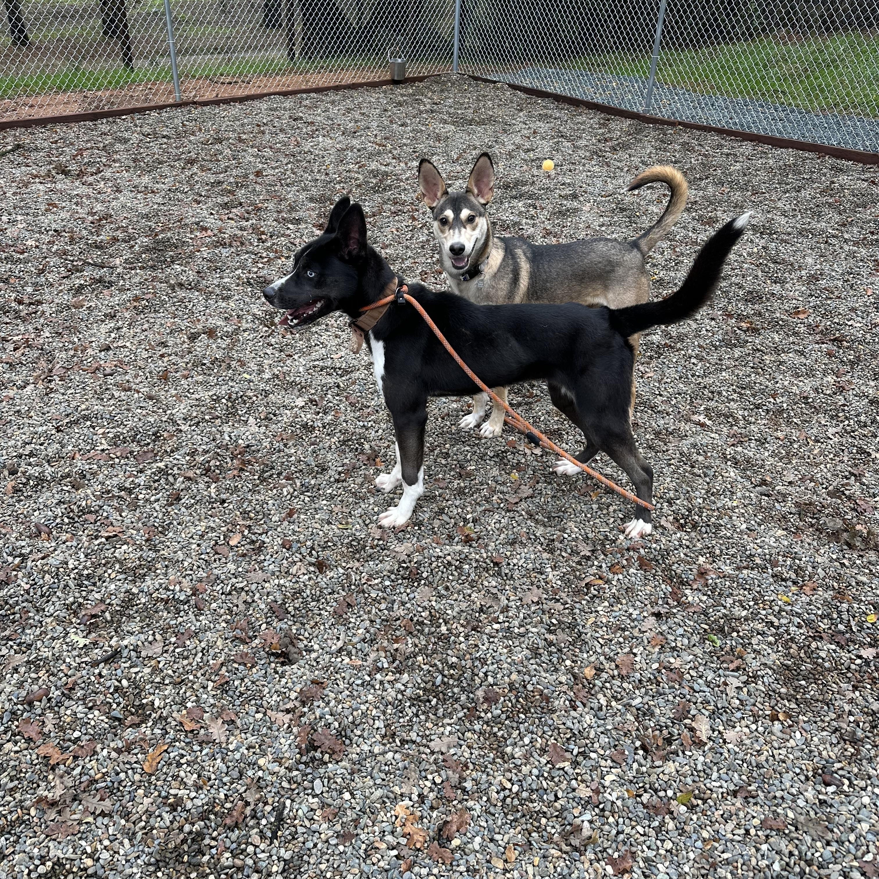 Enlarge Dally 0125, a Adoptable mixed breed in Sonora, CA image 4/5