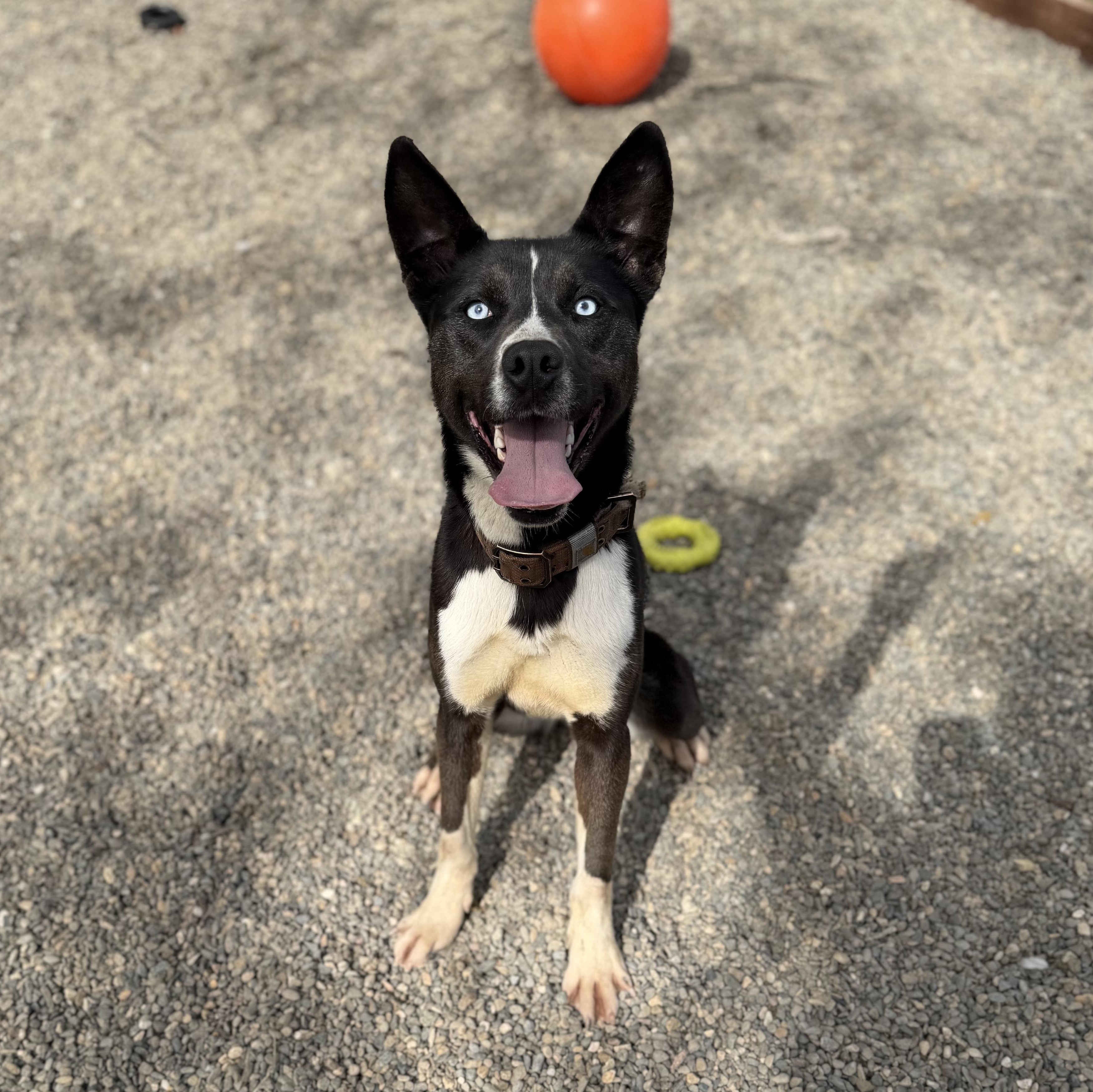 Enlarge Dally 0125, a Adoptable mixed breed in Sonora, CA image 1/5