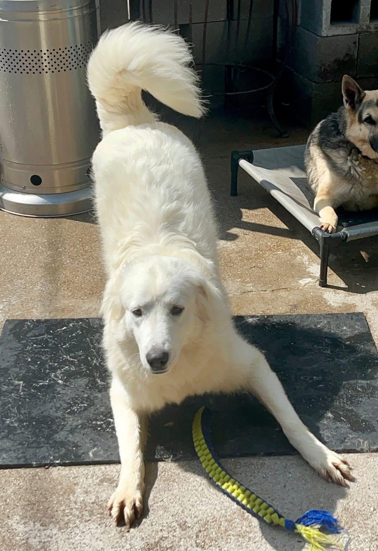 Enlarge Petunia, a Adoptable Great Pyrenees in Dallas, TX image 1/1