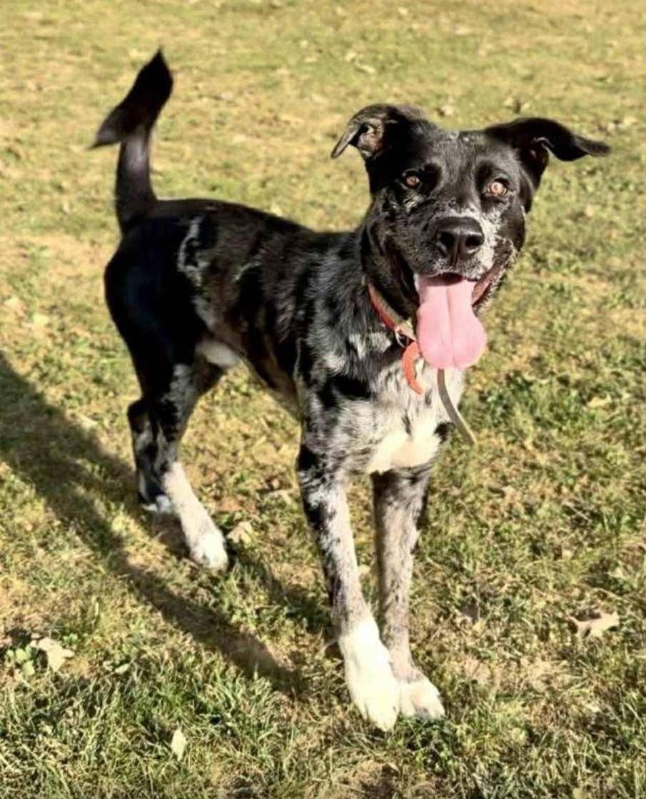 Enlarge Kip, an adoptable mixed breed in Homer Glen, IL image 1/1