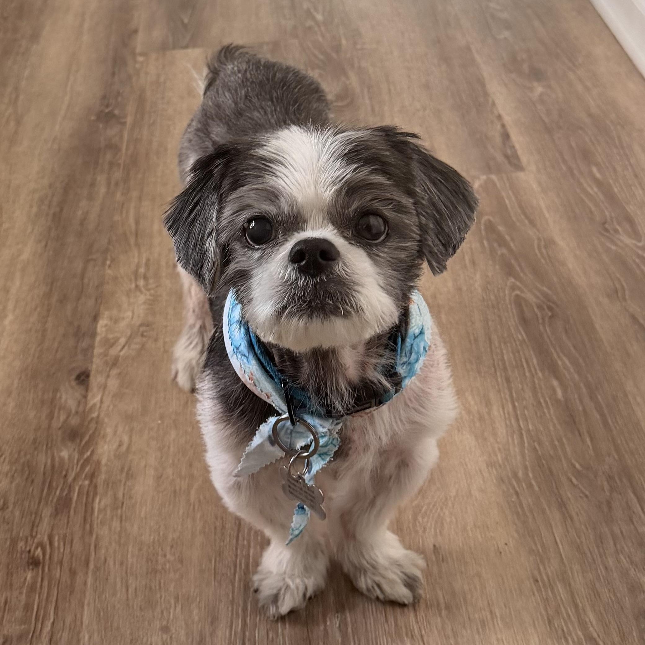 Sammy, adopted, Adult Male Shih Tzu.