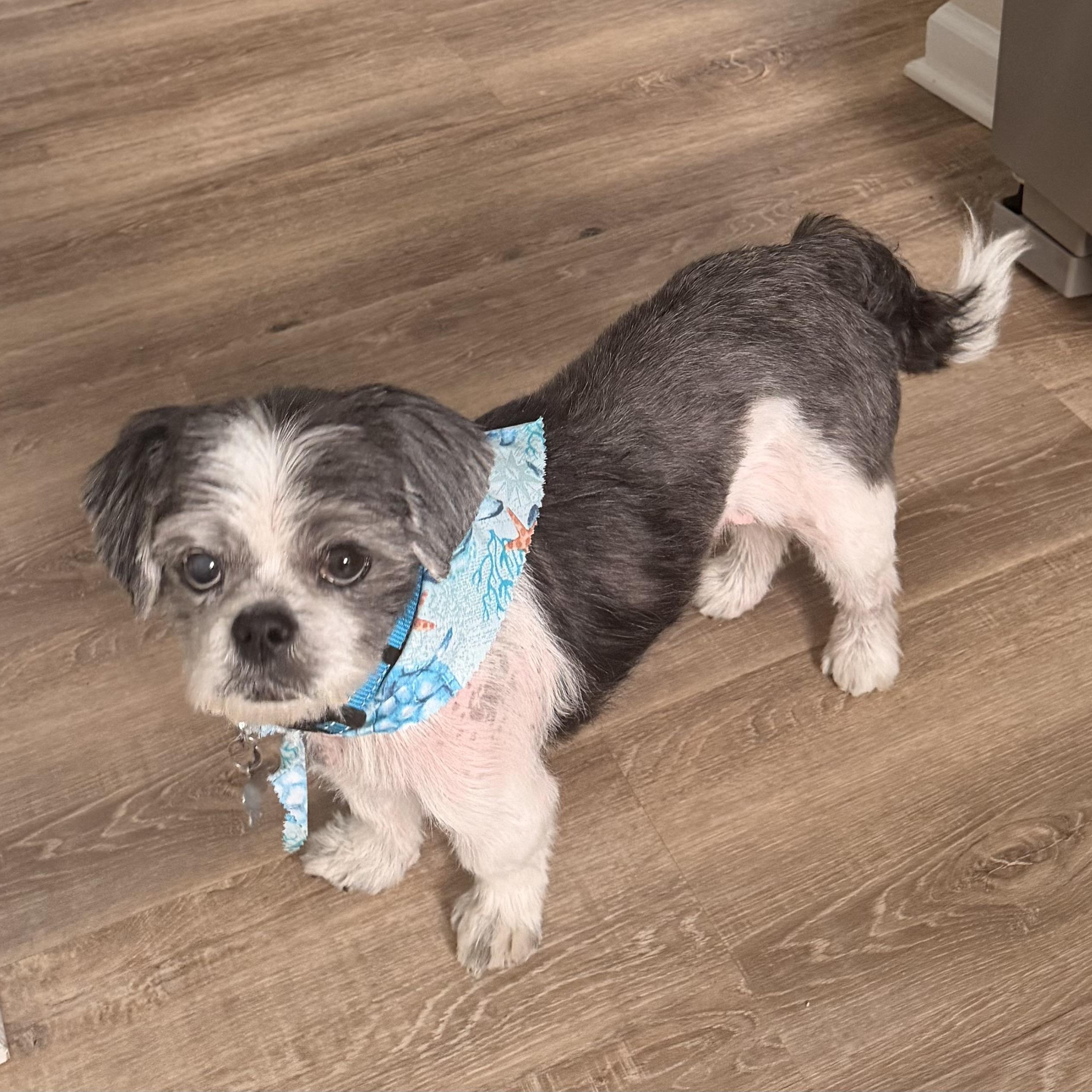 Enlarge Sammy, an adopted Shih Tzu in Charlotte, NC image 5/5