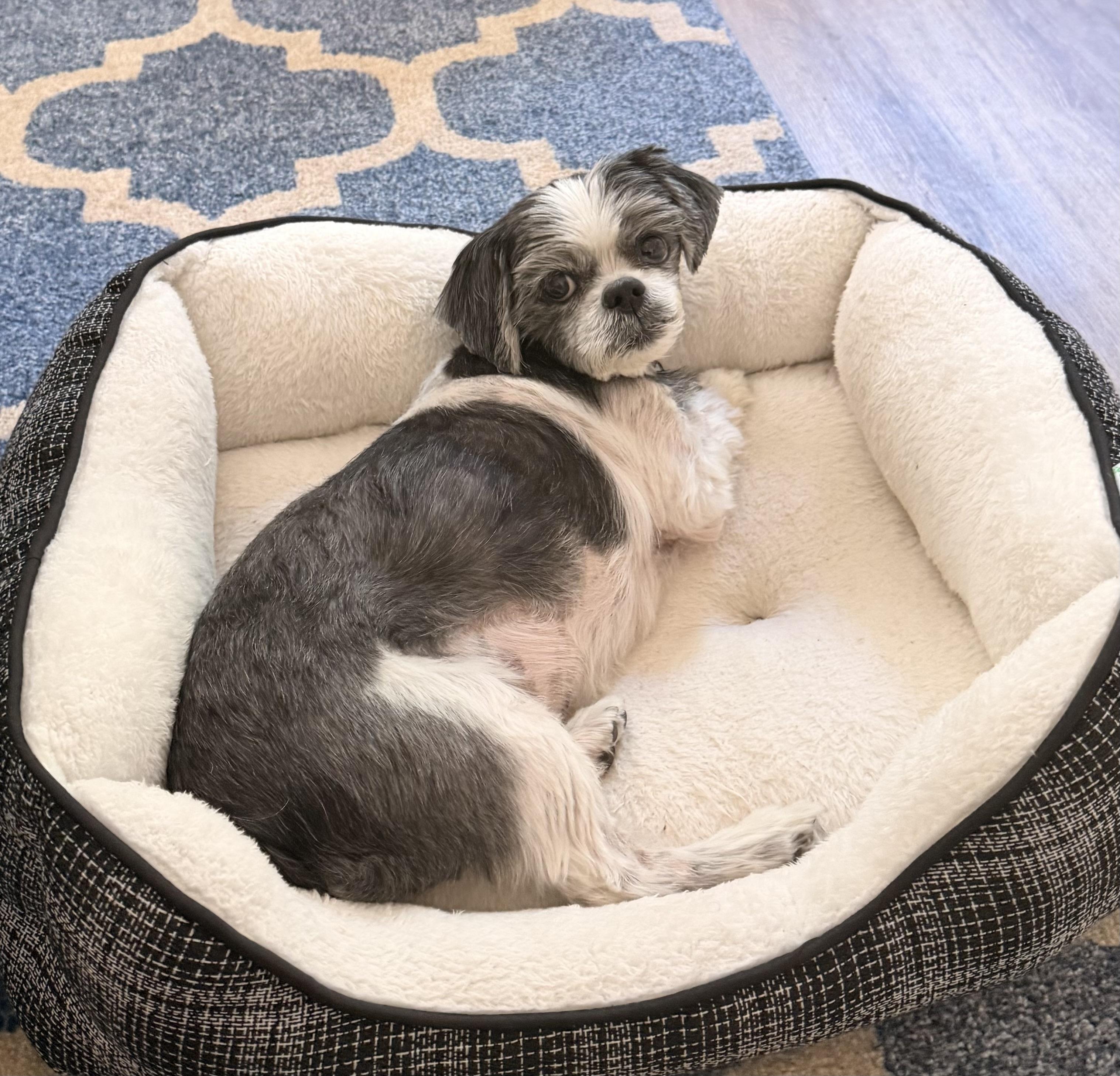 Enlarge Sammy, an adopted Shih Tzu in Charlotte, NC image 3/5
