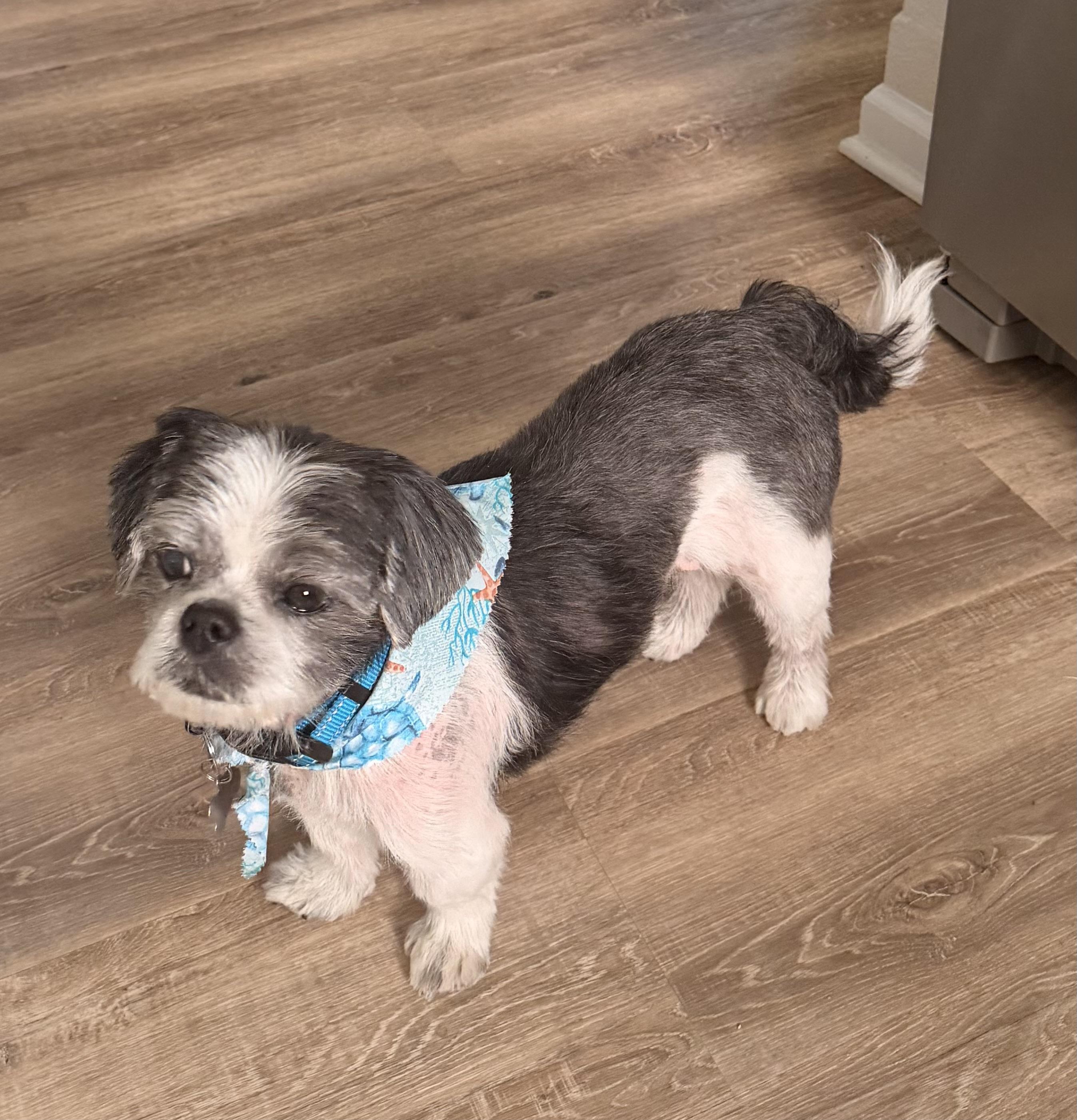 Enlarge Sammy, an adopted Shih Tzu in Charlotte, NC image 4/5