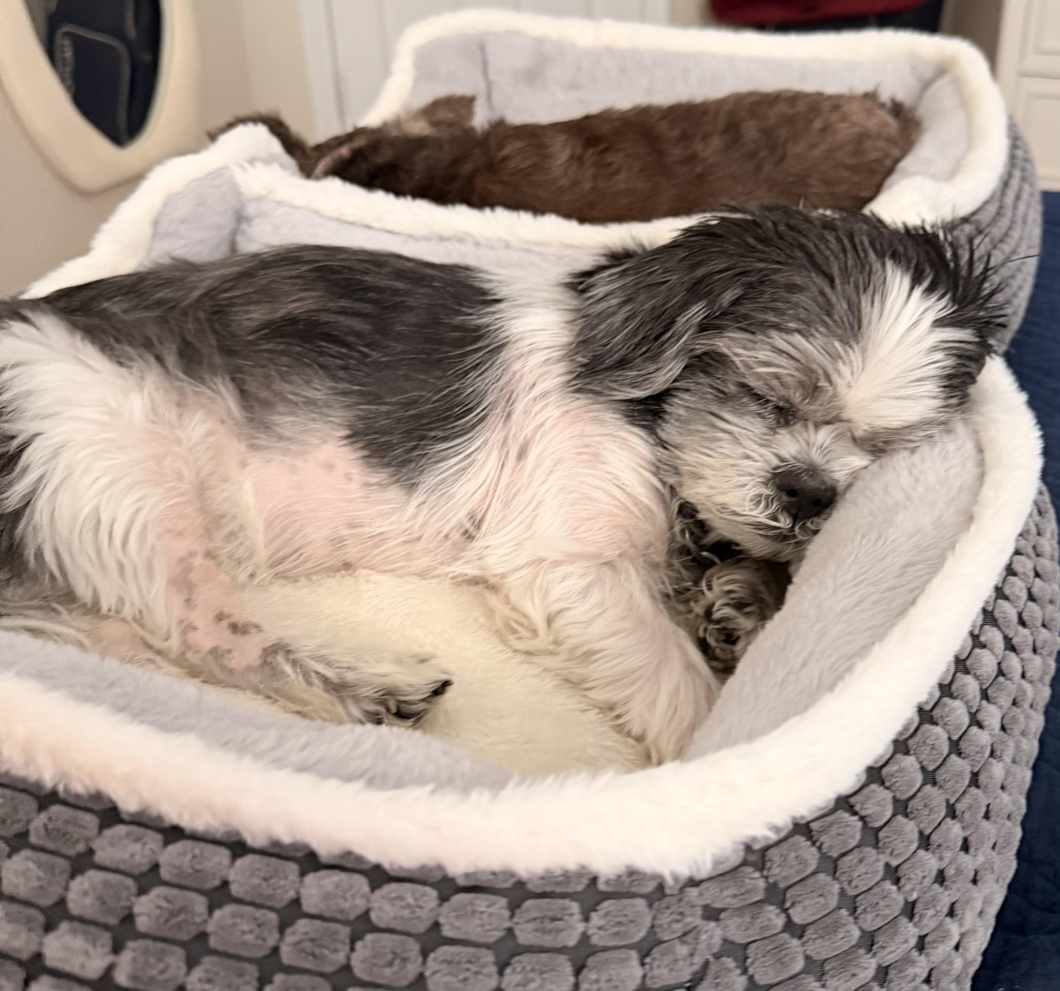 Enlarge Sammy, an adopted Shih Tzu in Charlotte, NC image 2/5