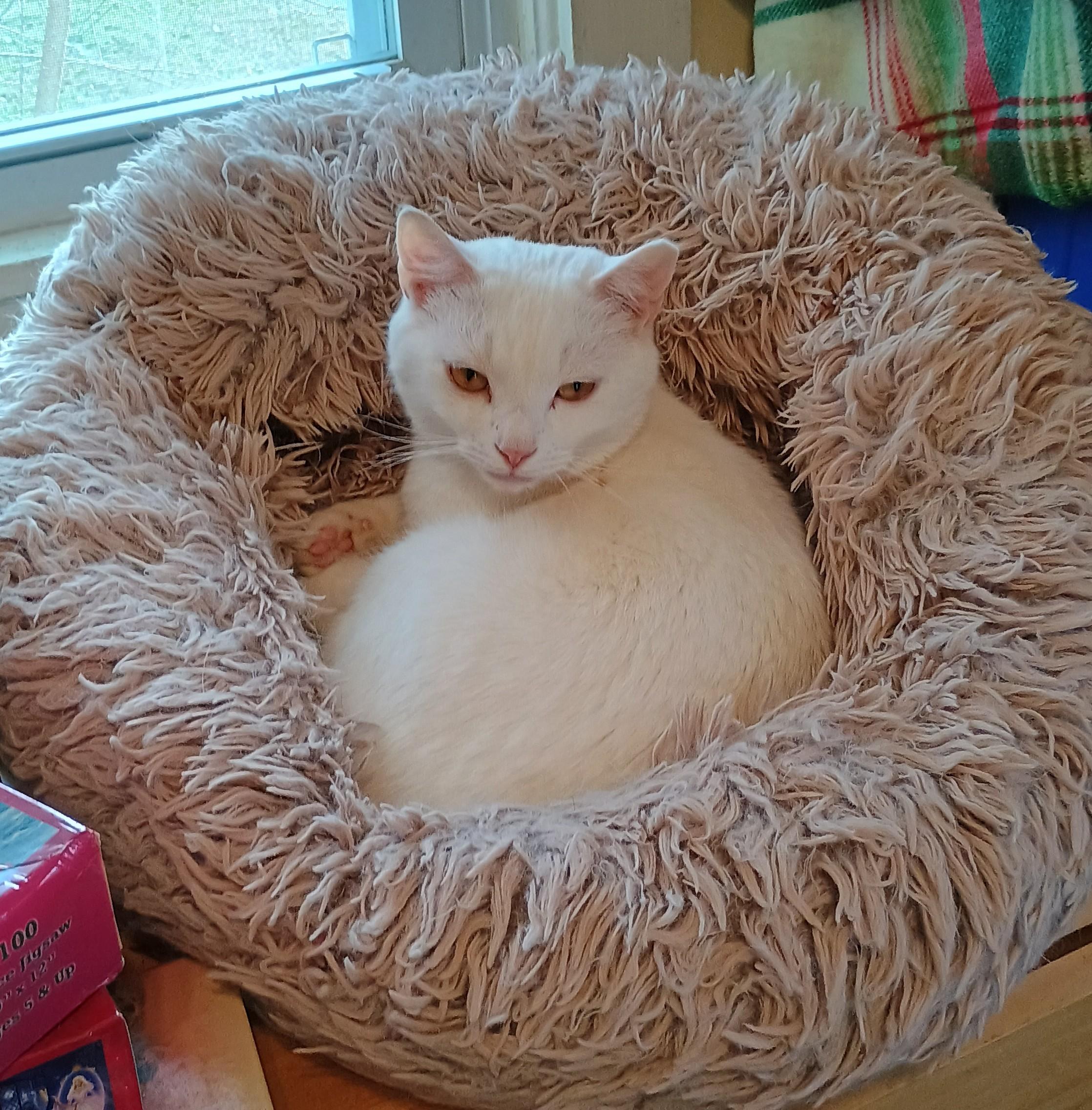 Spade (bonded to Domino), Adoptable, Adult Male Manx & Munchkin.