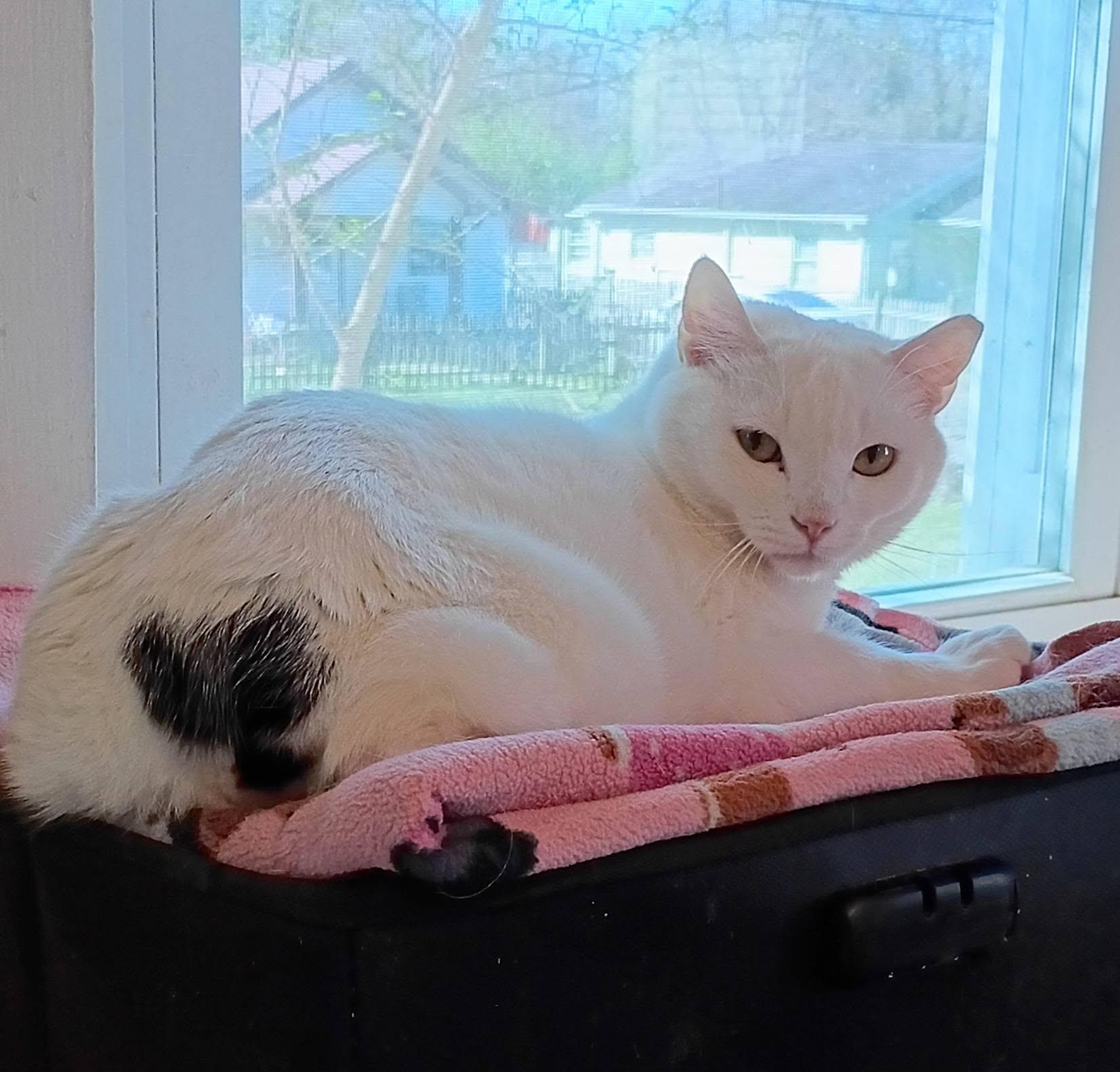 Spade (bonded to Diamond), Adoptable, Adult Male Manx & Munchkin.