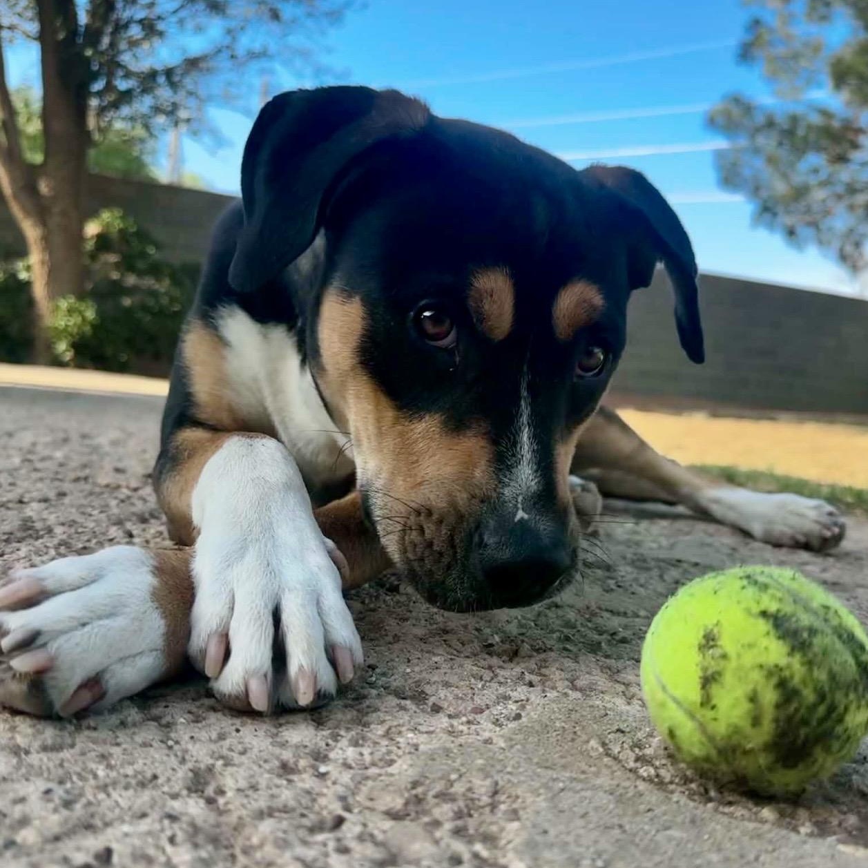 Marvin , ADOPTABLE, Puppy Male Mixed Breed.