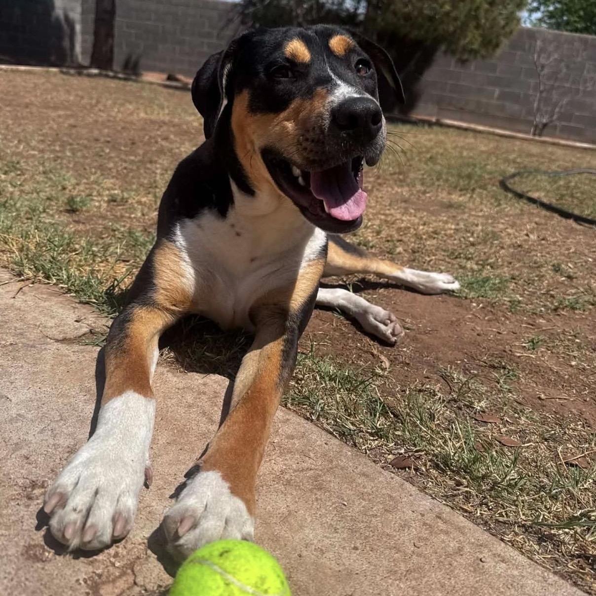 Marvin , a ADOPTABLE Mixed Breed in Pelham, NH image 5/6
