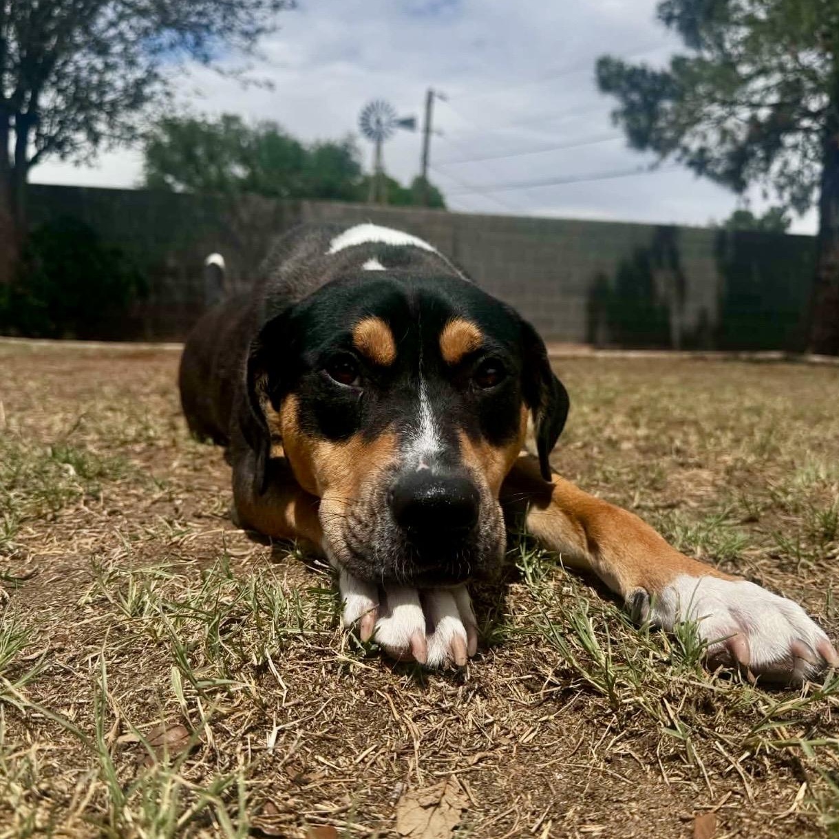 Marvin , a ADOPTABLE Mixed Breed in Pelham, NH image 6/6