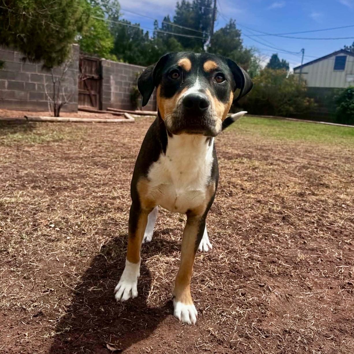 Marvin , a ADOPTABLE Mixed Breed in Pelham, NH image 2/6