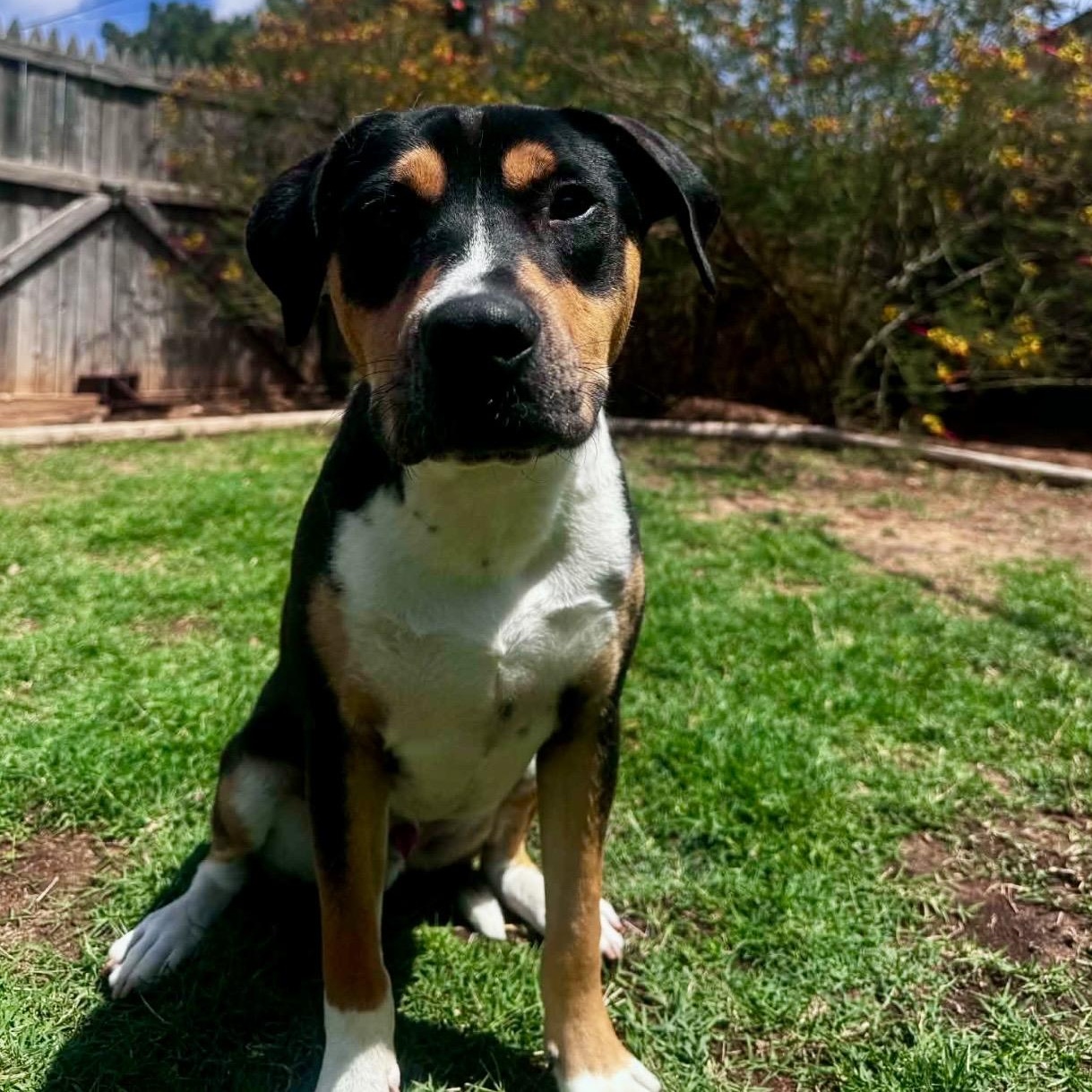 Marvin , a ADOPTABLE Mixed Breed in Pelham, NH image 4/6