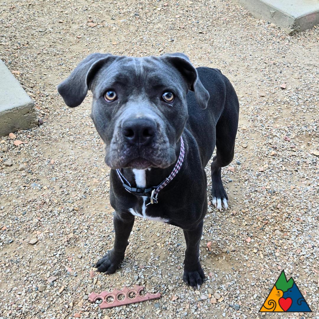 Mazi, ADOPTABLE, Young Female Cane Corso & Mixed Breed.