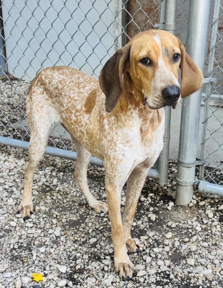 Dolly Pawton, Adoptable, Adult Female Coonhound.