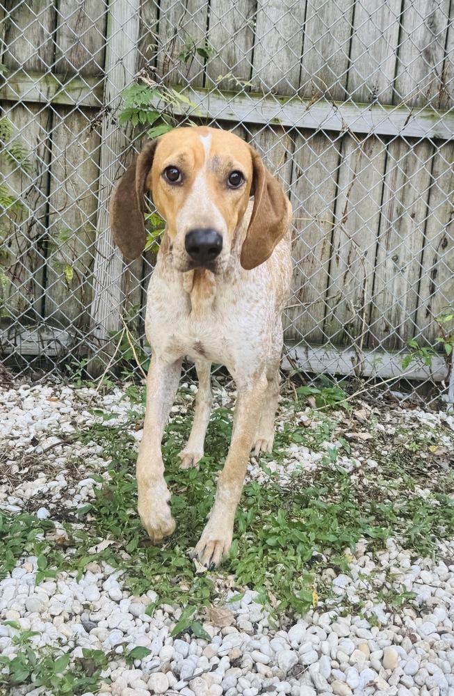 Enlarge Dolly Pawton, a Adoptable Coonhound in Charleston, SC image 2/3