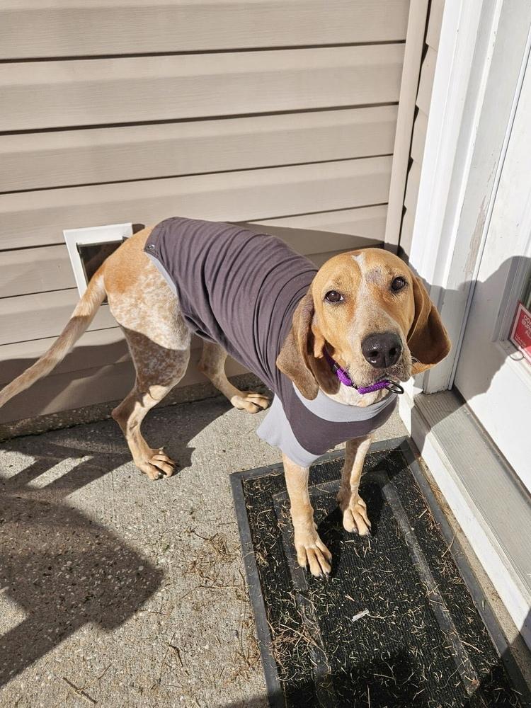 Enlarge Dolly Pawton, a Adoptable Coonhound in Charleston, SC image 3/3