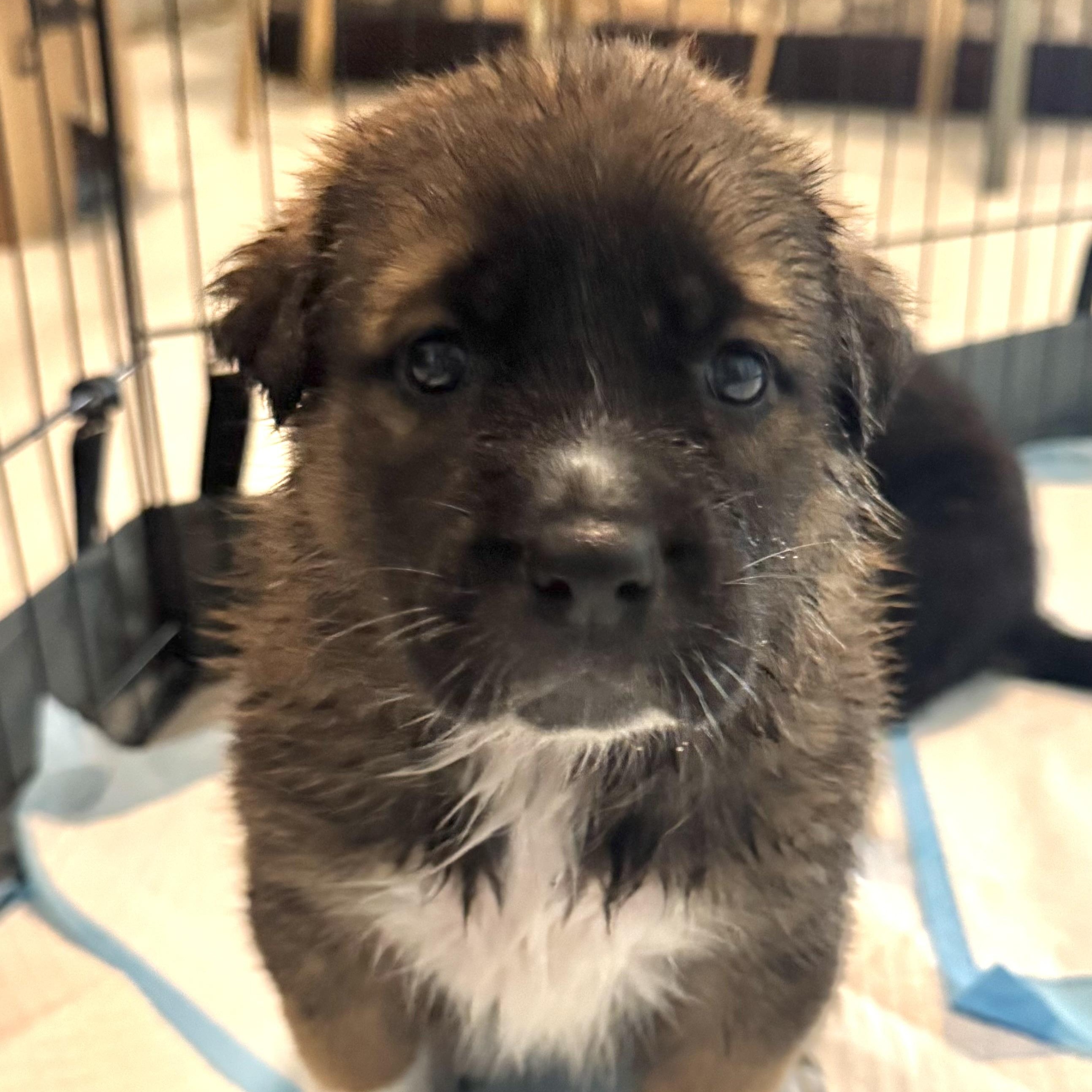 Mork, ADOPTABLE, Puppy Male German Shepherd Dog.