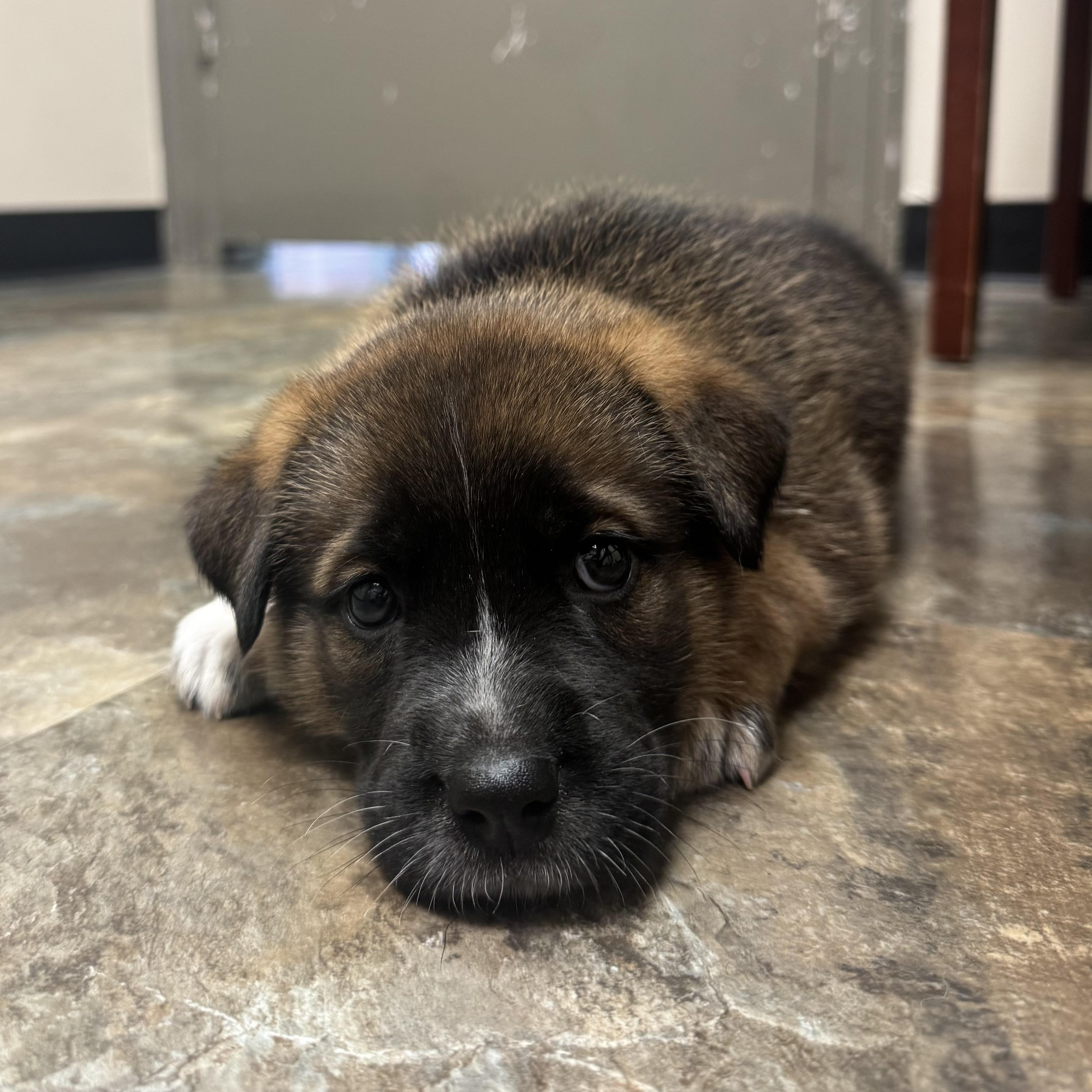 Mork, a ADOPTABLE mixed breed in Houston, TX image 2/4
