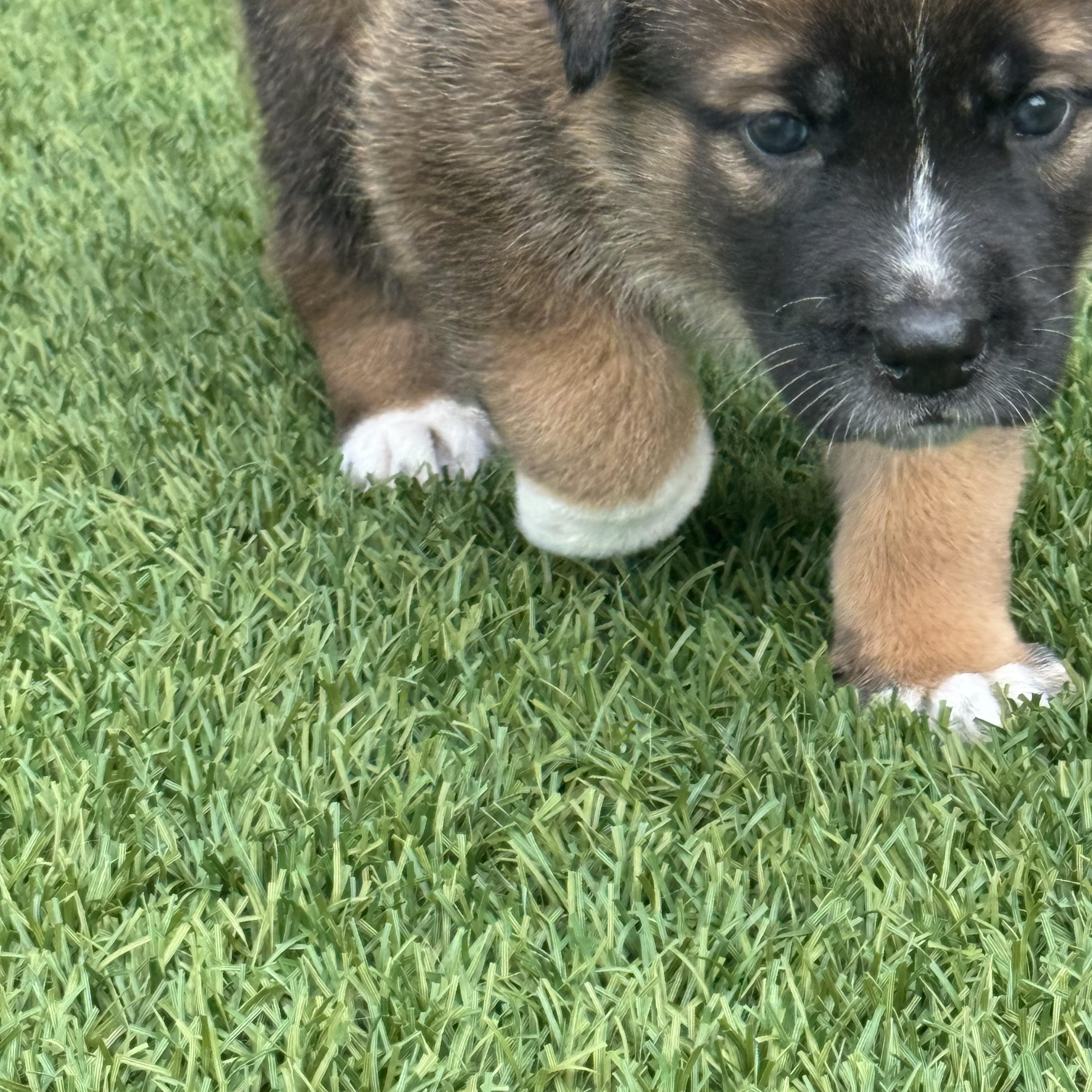 Mork, a ADOPTABLE mixed breed in Houston, TX image 3/4