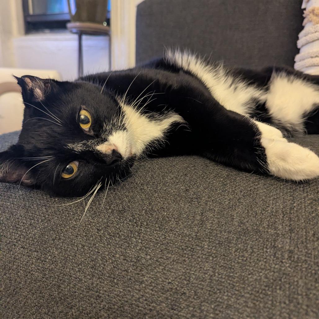 Mister Toosa, Adoptable, Senior Male Domestic Short Hair.