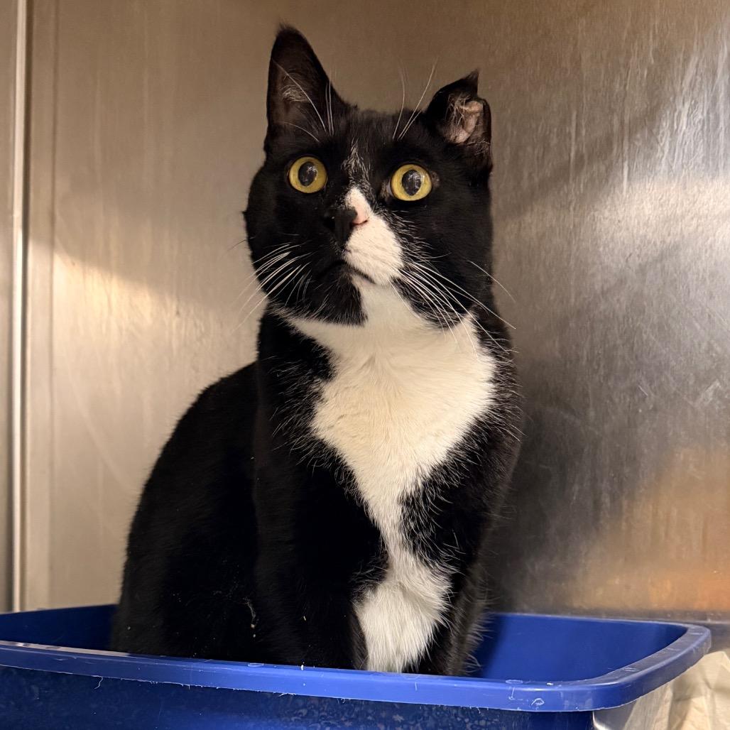 Enlarge Mister Toosa, a Adoptable Domestic Short Hair in New York, NY image 1/6