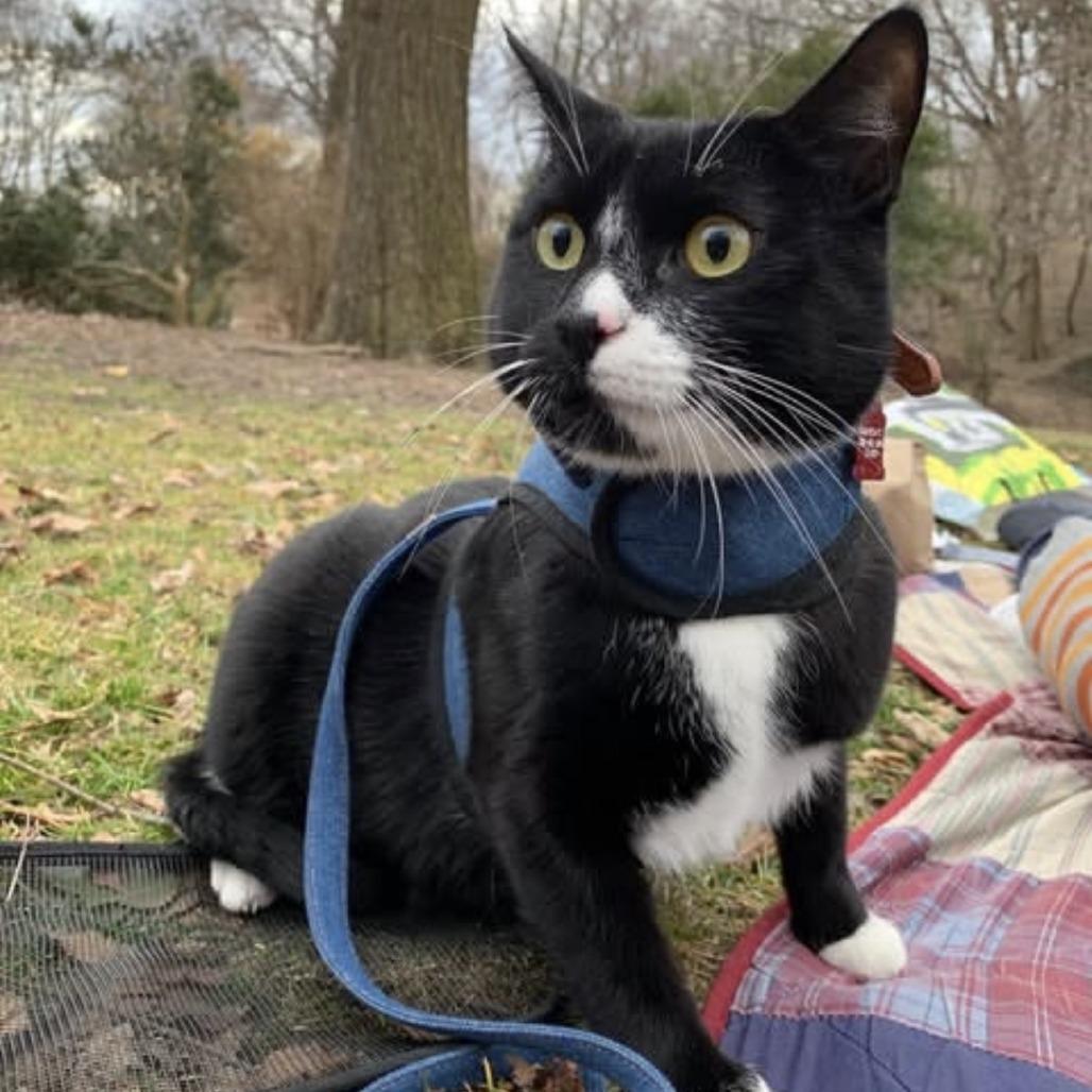 Enlarge Mister Toosa, a Adoptable Domestic Short Hair in New York, NY image 2/6