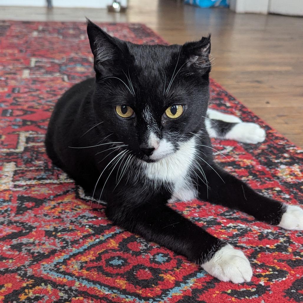 Enlarge Mister Toosa, a Adoptable Domestic Short Hair in New York, NY image 3/6