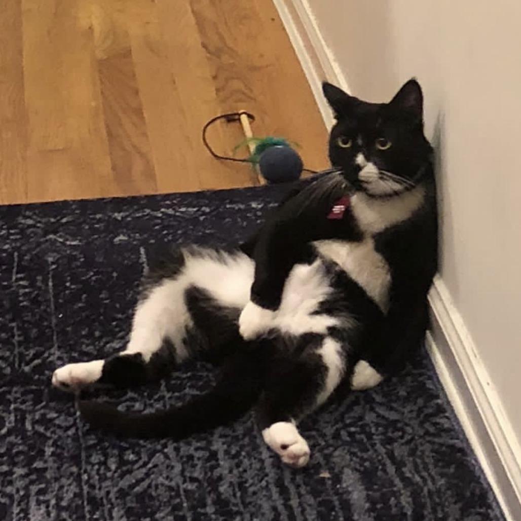 Enlarge Mister Toosa, a Adoptable Domestic Short Hair in New York, NY image 3/6