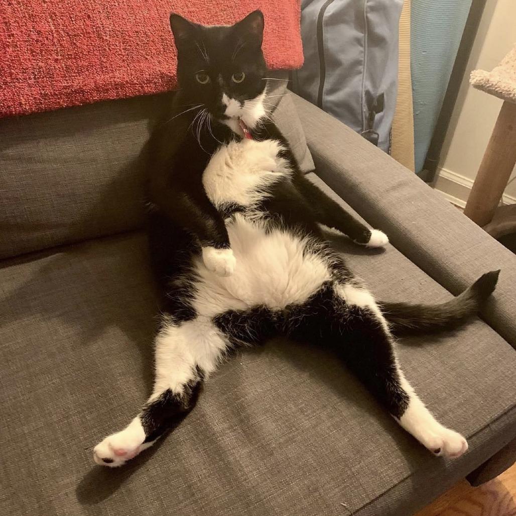 Enlarge Mister Toosa, a Adoptable Domestic Short Hair in New York, NY image 4/6