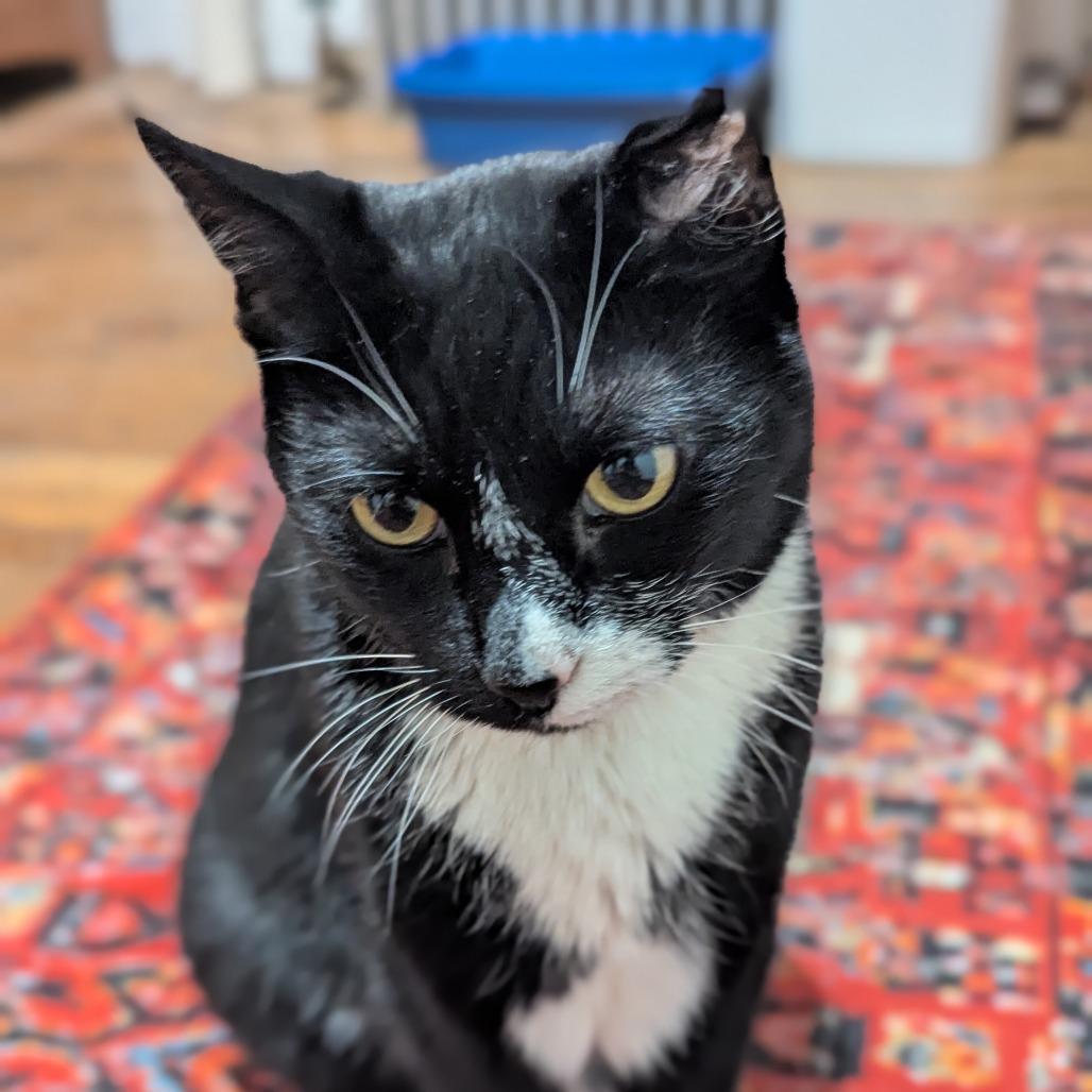 Enlarge Mister Toosa, a Adoptable Domestic Short Hair in New York, NY image 4/6