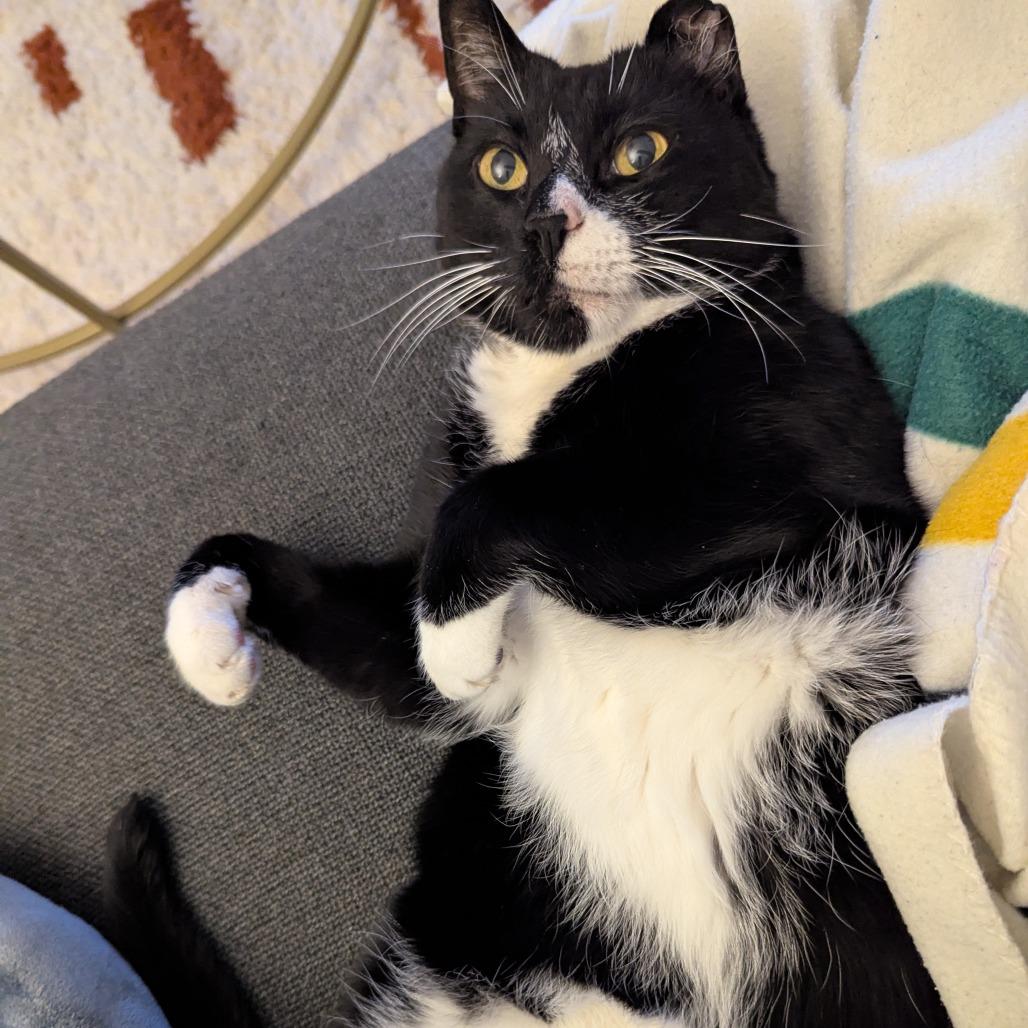 Enlarge Mister Toosa, a Adoptable Domestic Short Hair in New York, NY image 5/6