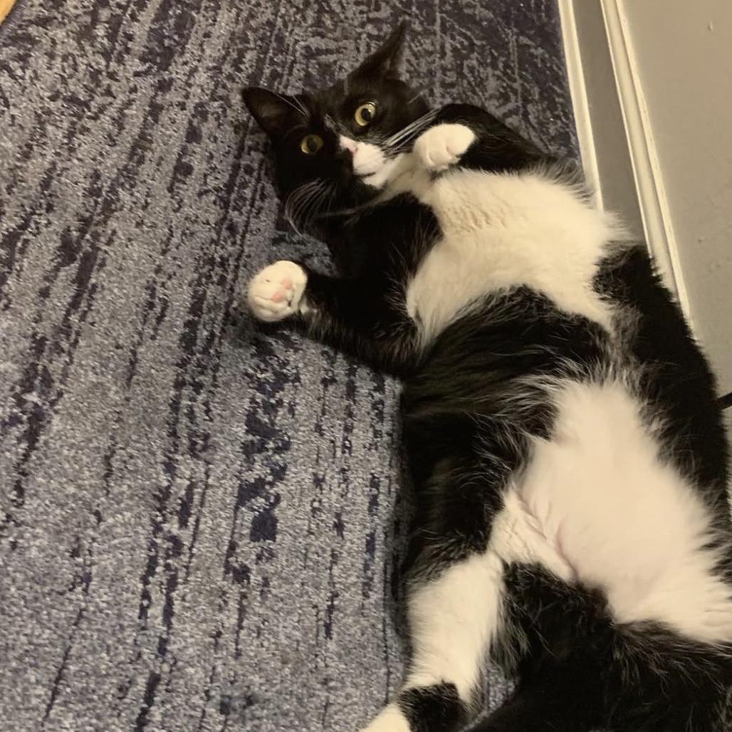 Enlarge Mister Toosa, a Adoptable Domestic Short Hair in New York, NY image 6/6