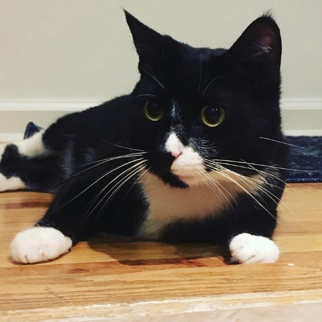 Enlarge Mister Toosa, a Adoptable Domestic Short Hair in New York, NY image 6/6
