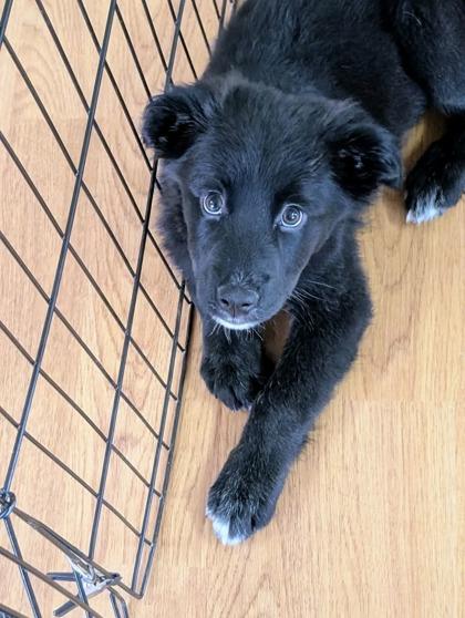 Rosie 50787, ADOPTABLE, Puppy Female Mixed Breed.