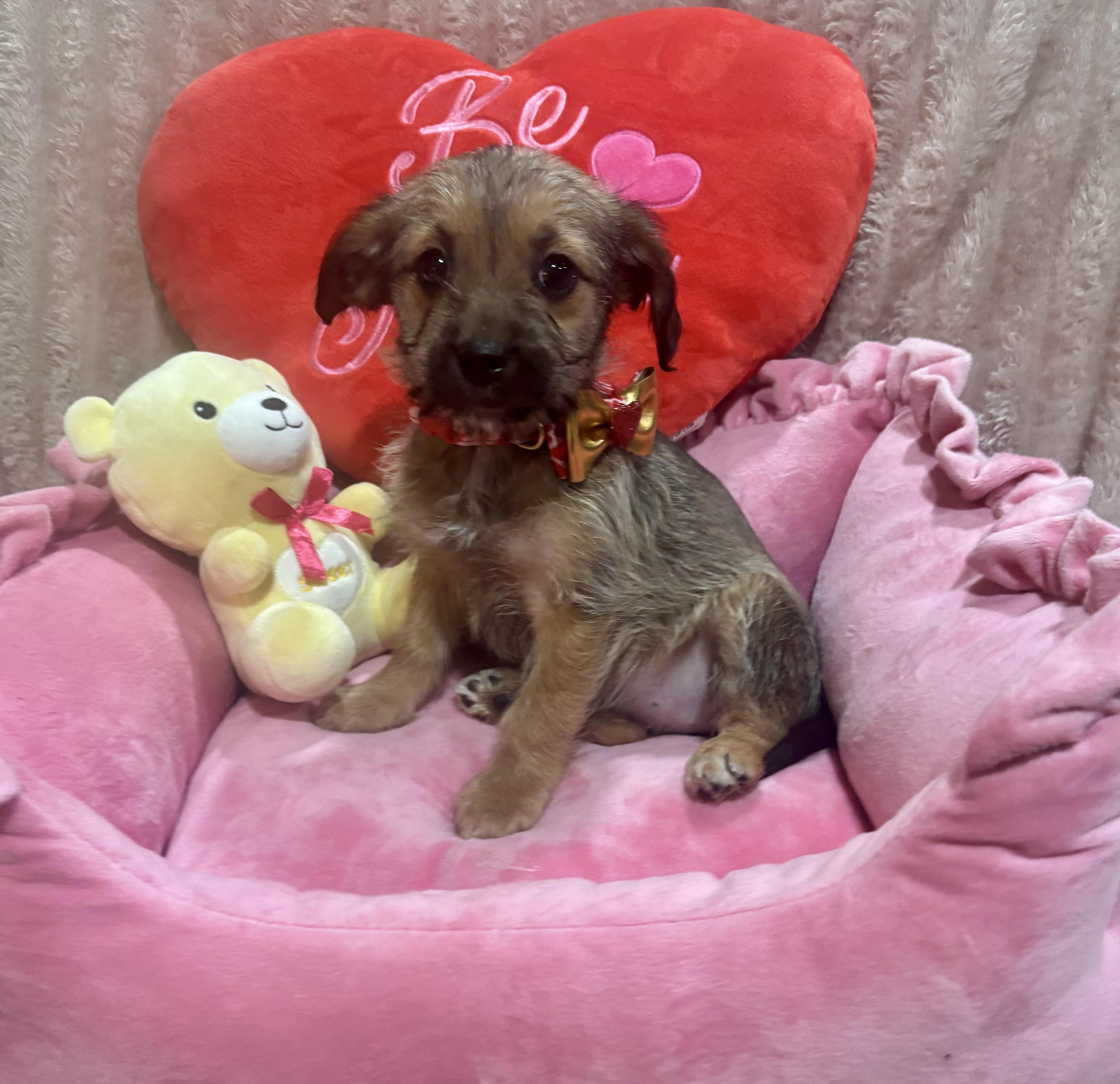 Enlarge Selena Gomez, an adopted mixed breed in Foster, OR image 6/6